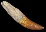 Rooted, Carcharodontosaurus Tooth - Phenomenal Specimen! #52476-1